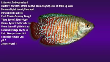 İnci Gurami (Trichogaster leerii)