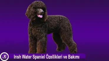 Irısh Water Spaniel