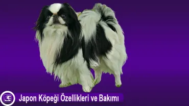 Japon Köpeği (Japanese Chin)