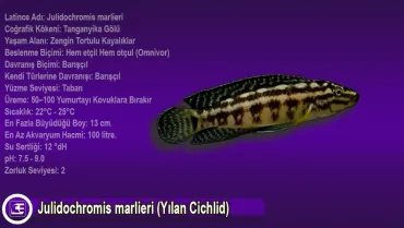 Julidochromis marlieri (Yılan Cichlid)