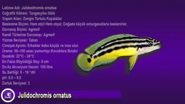 Julidochromis ornatus