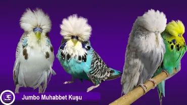 Jumbo Muhabbet Kuşu