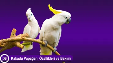 Kakadu Papağanı (Cockatoo)