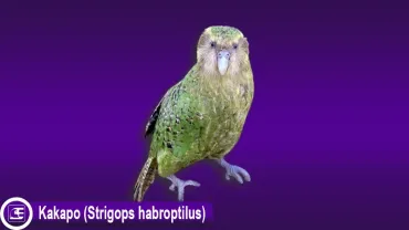 Kakapo (Strigops habroptilus)