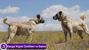 Kangal Köpeği (Sivas Kangalı)