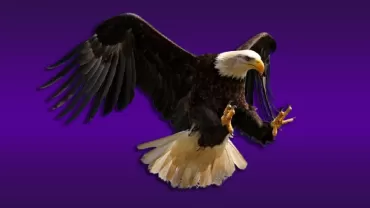 Kartal (Accipitridae)