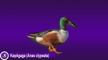 Kaşıkgaga Ördek