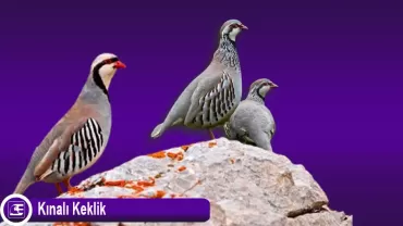Kınalı Keklik