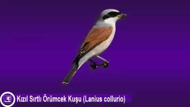 Kızıl Sırtlı Örümcek Kuşu