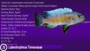 Labeotropheus Trewavasae (Trewavasae)