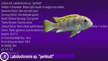 Labidochromis sp. (Perlmutt)
