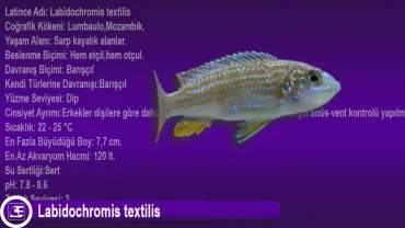Labidochromis textilis