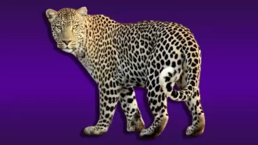 Leopar (Pars)