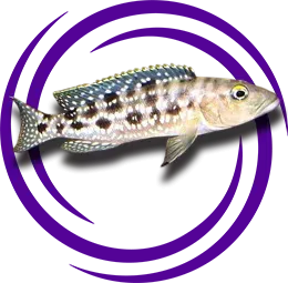 Lepidiolamprologus elongatus Resmi