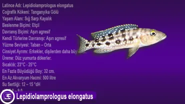 Lepidiolamprologus elongatus