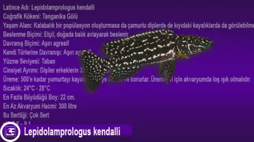 Lepidolamprologus kendalli