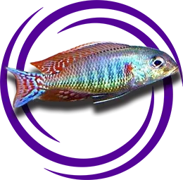 Lethrinops Marginatus Red-fin Itungi Detaylı Resmi