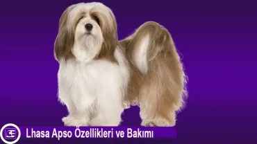 Lhasa Apso