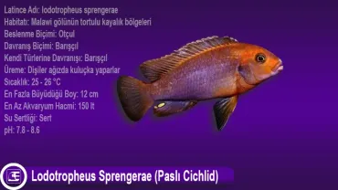 Lodotropheus Sprengerae (Paslı Cichlid)