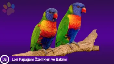 Lori Papağanı