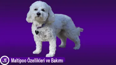 Maltipoo