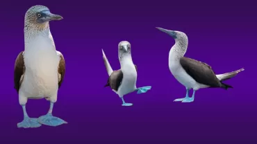 Mavi Ayaklı Sümsük Kuşu (Sula nebouxii)