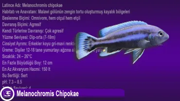 Melanochromis Chipokae