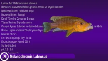 Melanochromis Labrosus