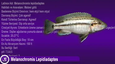 Melanochromis Lepidiadaptes