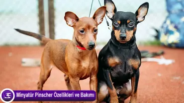 Minyatür Pinscher