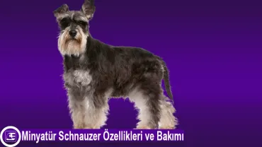 Minyatür Schnauzer