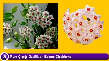 Mum Çiçeği (Hoya carnosa)