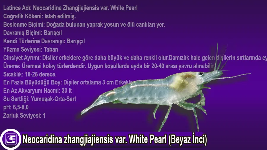 Neocaridina zhangjiajiensis var. White Pearl (Beyaz İnci)