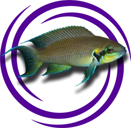 Neolamprologus brichardi Resmi