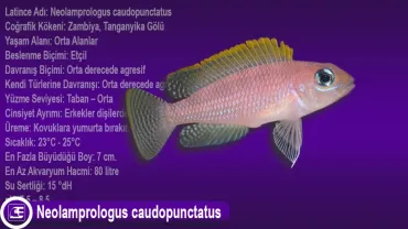Neolamprologus caudopunctatus