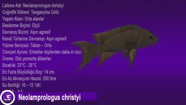 Neolamprologus christyi