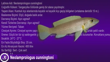 Neolamprologus Cunningtoni