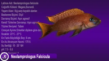 Neolamprologus Falcicula
