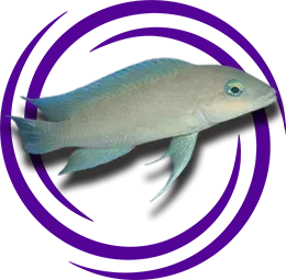 Neolamprologus Mondabu Resmi