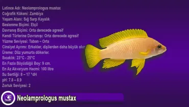 Neolamprologus mustax