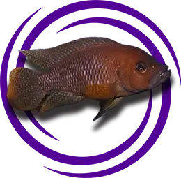 Neolamprologus Niger Detaylı Resmi