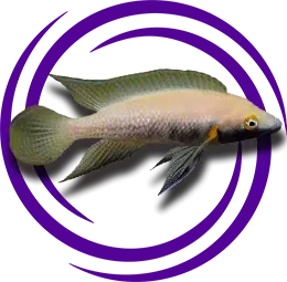 Neolamprologus nigriventris Resmi