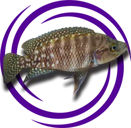 Neolamprologus obscurus Resmi