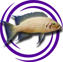 Neolamprologus olivaceous Resmi