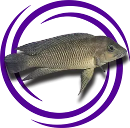 Neolamprologus petricola Detaylı Resmi