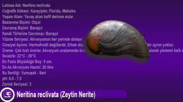 Neritina reclivata (Zeytin Nerite)