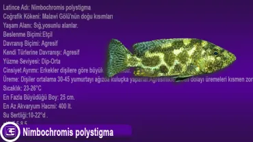 Nimbochromis Polystigma