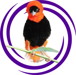 Turuncu Çulha (Orange Weaver)