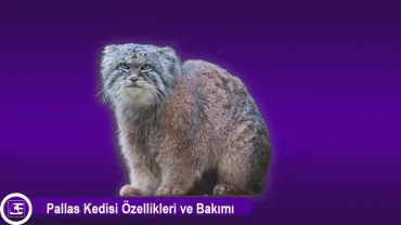 Pallas Kedisi