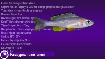Paracyprichromis brieni